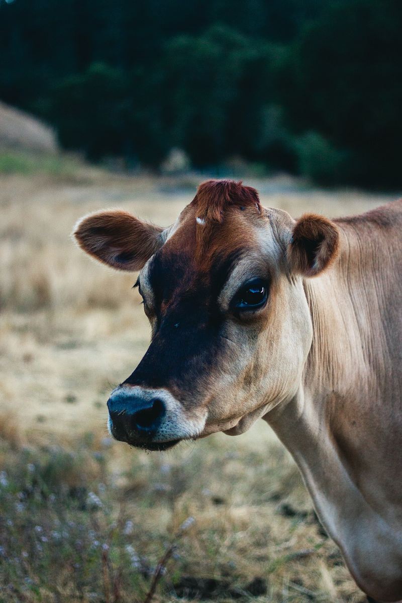 brown cow on grass